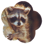 Mapache