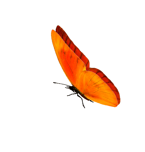 mariposa