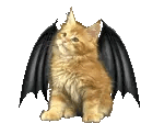 gato